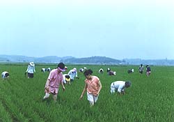 [농민주일 특집] 가톨릭농민운동 평가 및 전망